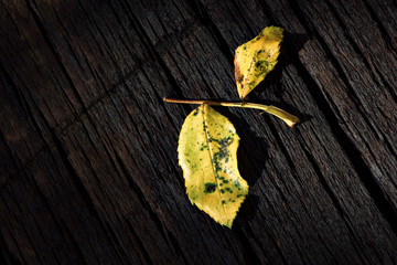 Isolated leaves on wood