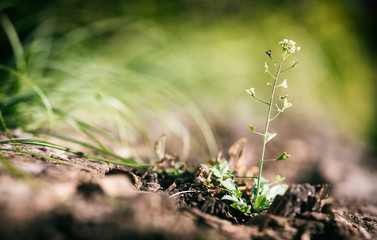 Isolated growing flower from the ground