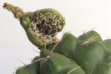 Original cactus seeds close-up.