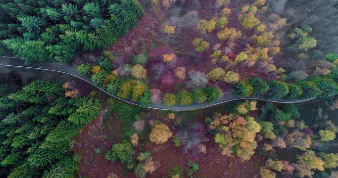 Overhead aerial top view over hairpin bend turn road in countryside autumn forest.Fall orange,green,yellow red pine tree woods.Fog Street path establisher.4k drone flight straight-down establishing