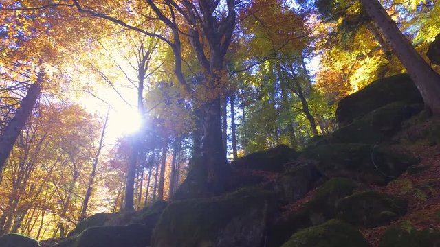 4K - Raggi di sole autunnali