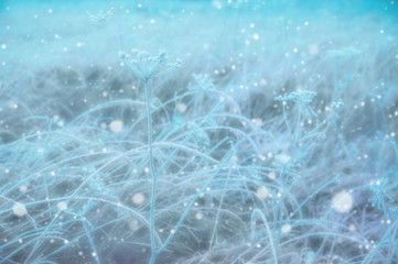 Winter background. Frozen grass and flower.Blurred toned effect.
