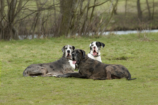 Deutsche Doggen auf einer Wiese