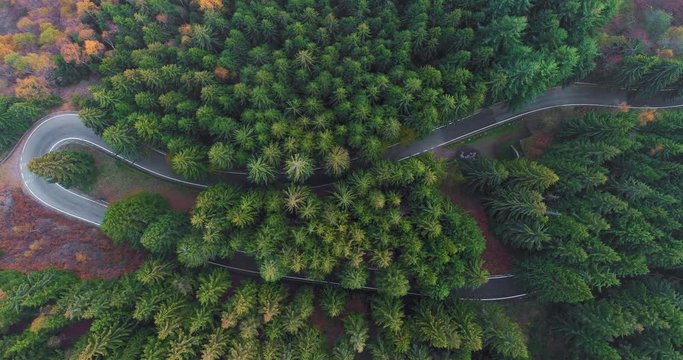 Overhead aerial top view over car travelling on hairpin bend turn road in countryside autumn forest.Fall orange,green,yellow pine tree woods.Fog Street path establisher.4k drone flight straight-down