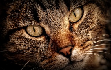 Gatto con occhi verdi in primo piano, sguardo intenso