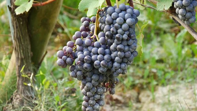 Grappoli di uva coltivazioni di vino Barolo e Novello nelle Langhe