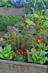 A raised bed opf vegetables and flowers in a urban garden