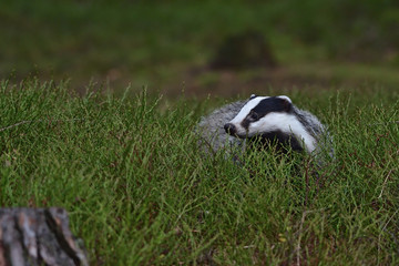 Beautiful European badger (Meles meles - Eurasian badger) in his natural environment in the autumn forest and country © Lukas