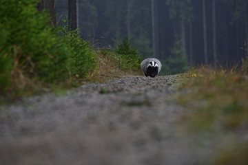 Running beautiful European badger (Meles meles - Eurasian badger) in his natural environment in the autumn forest and country © Lukas