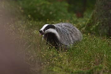 Beautiful European badger (Meles meles - Eurasian badger) in his natural environment in the autumn forest and country © Lukas