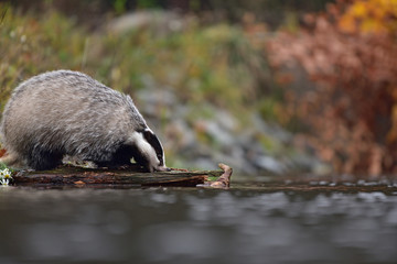 Beautiful European badger (Meles meles - Eurasian badger) in his natural environment by the water near autumn forest © Lukas