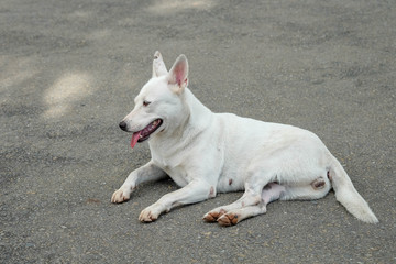 white thai dog on the garden