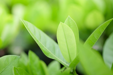Natural green plants background or wallpaper. nature view of green leaf in garden at summer under sunlight.
