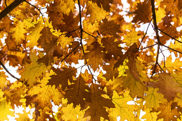 yellow oak leaves, Autumn background from the fallen down leaves.