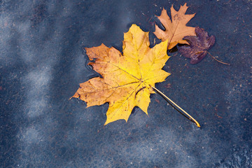 maple yellow leaf on wet asphalt in a puddle