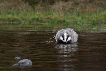 Beautiful European badger (Meles meles - Eurasian badger) in his natural environment in the water near autumn forest © Lukas