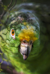 Parrot head closeup with sunlight a shadow of the cage metal net