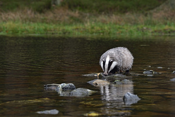 Beautiful European badger (Meles meles - Eurasian badger) in his natural environment in the water near autumn forest © Lukas