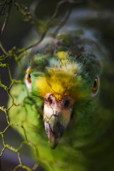 Parrot face closeup 01
