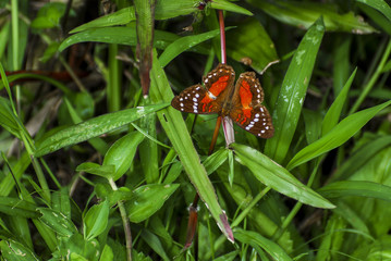 Red butterfly in nature