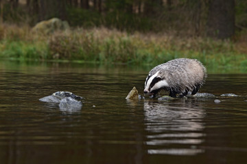 Beautiful European badger (Meles meles - Eurasian badger) in his natural environment in the water near autumn forest © Lukas