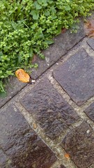 sidewalk next to lawn, top close-up view