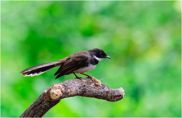 Malaysian Pied Fantail; Rhipidura javanica