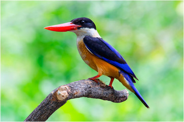  Black-capped Kingfisher 