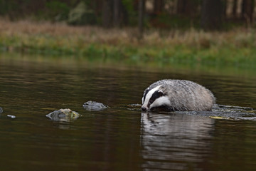 Beautiful European badger (Meles meles - Eurasian badger) in his natural environment in the water near autumn forest © Lukas