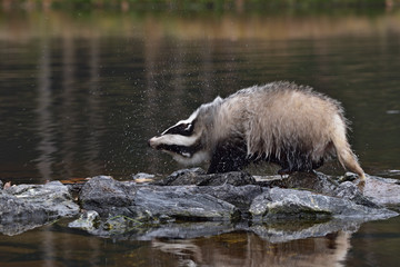 Beautiful European badger (Meles meles - Eurasian badger) in his natural environment in the water near autumn forest © Lukas