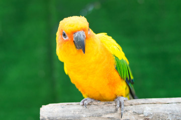 Beautiful parrot, Sun Conure on tree branch.
