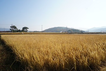 rice paddy 