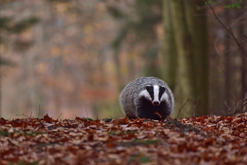 Running beautiful European badger (Meles meles - Eurasian badger) in his natural environment in the autumn forest and country