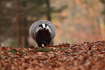 Running beautiful European badger (Meles meles - Eurasian badger) in his natural environment in the autumn forest and country © Lukas