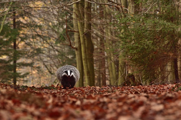 Running beautiful European badger (Meles meles - Eurasian badger) in his natural environment in the autumn forest and country