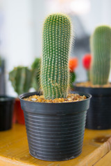 little cactus on small pot, plant for decoration