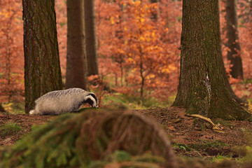 Beautiful European badger (Meles meles - Eurasian badger) in his natural environment in the autumn forest and country © Lukas