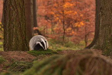 Beautiful European badger (Meles meles - Eurasian badger) in his natural environment in the autumn forest and country © Lukas