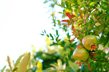 Ripe Colorful Pomegranate Fruit on Tree Branch. The Foliage on the Background. Text space.