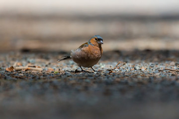 natural male common chaffinch (fringilla coelebs) standing on pebble ground