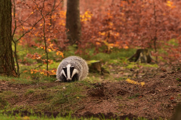 Beautiful European badger (Meles meles - Eurasian badger) in his natural environment in the autumn forest and country © Lukas