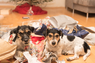 Christmas dogs after unpacking the gifts - jack russell terrier