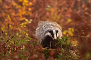Beautiful European badger (Meles meles - Eurasian badger) in his natural environment in the autumn forest and country © Lukas