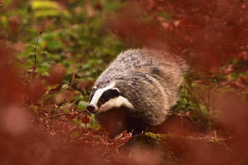 Beautiful European badger (Meles meles - Eurasian badger) in his natural environment in the autumn forest and country