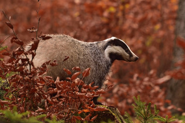 Beautiful European badger (Meles meles - Eurasian badger) in his natural environment in the autumn forest and country