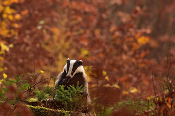 Beautiful European badger (Meles meles - Eurasian badger) in his natural environment in the autumn forest and country
