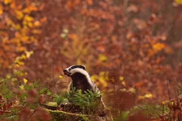 Beautiful European badger (Meles meles - Eurasian badger) in his natural environment in the autumn forest and country © Lukas