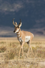Naklejka na ściany i meble Pronghorn Antelope buck on the Prairie