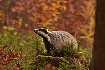 Beautiful European badger (Meles meles - Eurasian badger) in his natural environment in the autumn forest and country © Lukas