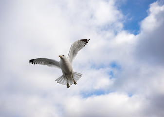Ring-billed gull in flight